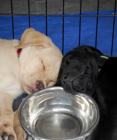 Guide dog service to name spring puppies after 2017 Boston ... - Canadian Running Magazine (blog)