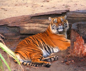 The critically endangered Sumatran tiger. Photo: Rennett Stowe.