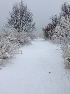 My snowy running trail