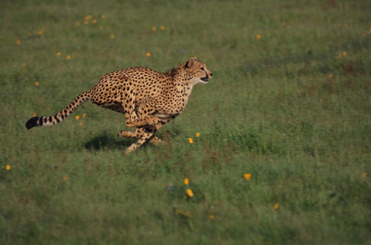 Cheetahs don't have very good lactate thresholds.