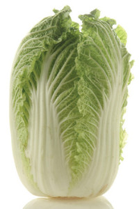 Chinese cabbage in fresher times