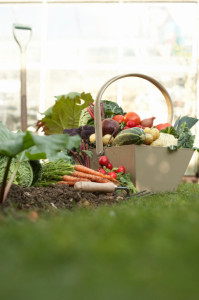 Basket of assorted vegetables in field