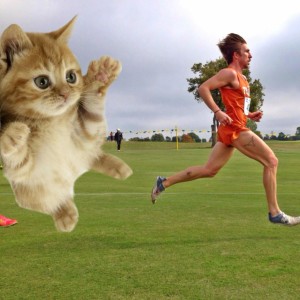 cat attacks runner?