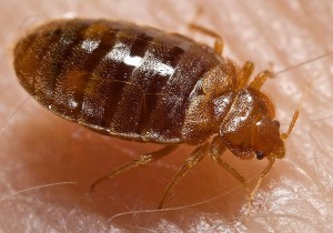 A real bed bug (NOT my bug)