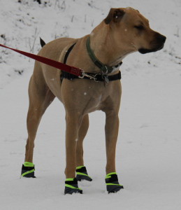 dog with shoes