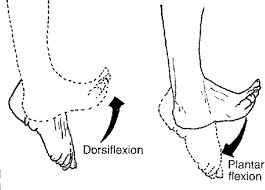 Dorsiflextion