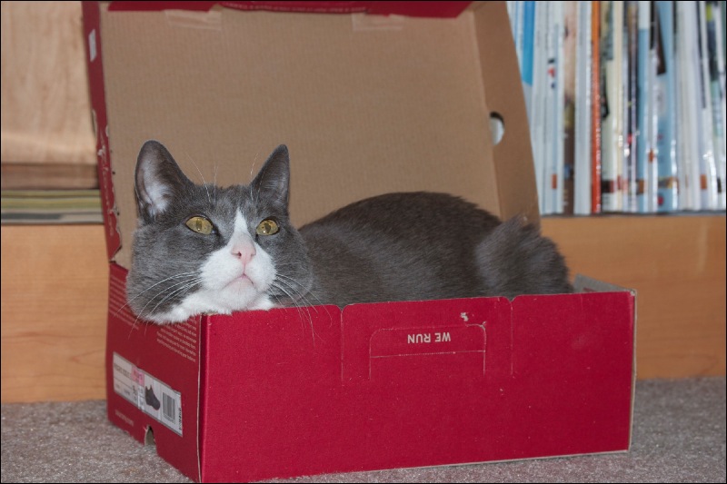 Cats in shoe boxes