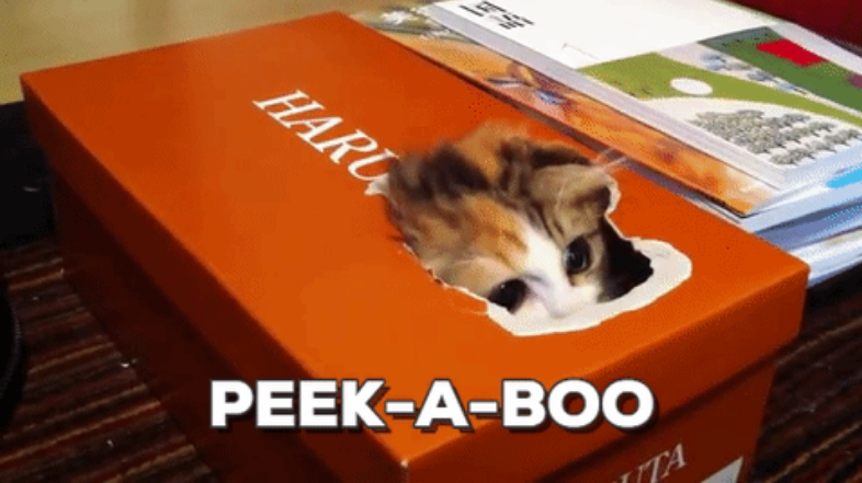 Cats in shoe boxes