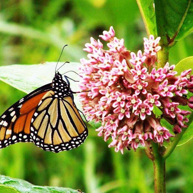 Un corredor de Montreal siguiendo la ruta migratoria de la mariposa monarca de 4500 km hacia México