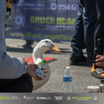 Meet the famous duck who ran the Long Island Marathon