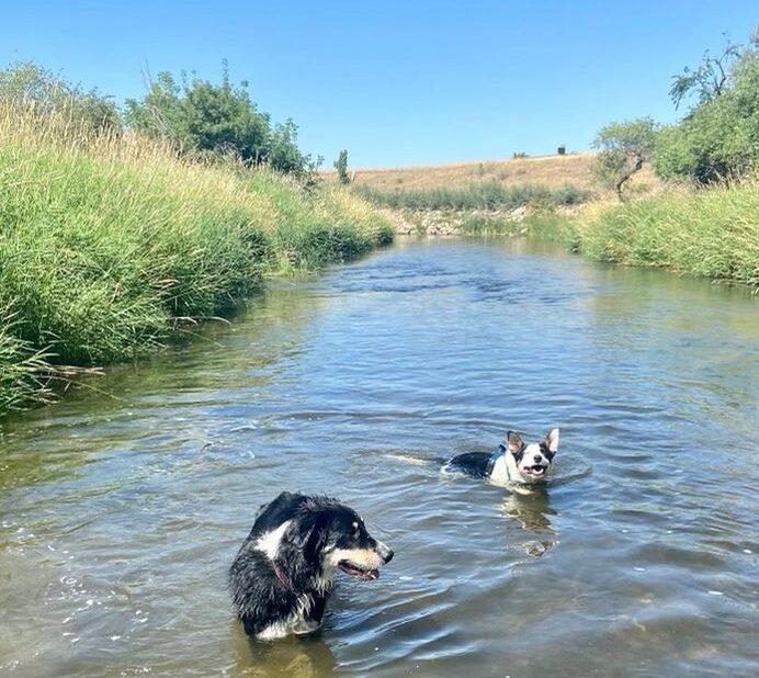 Two dogs swimming mid-run