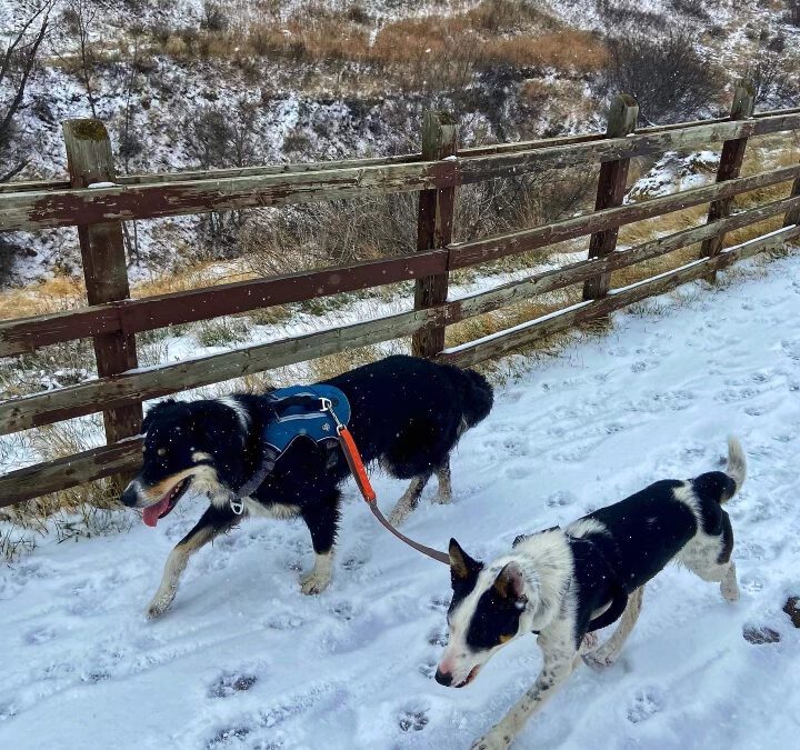 Two dogs trail running