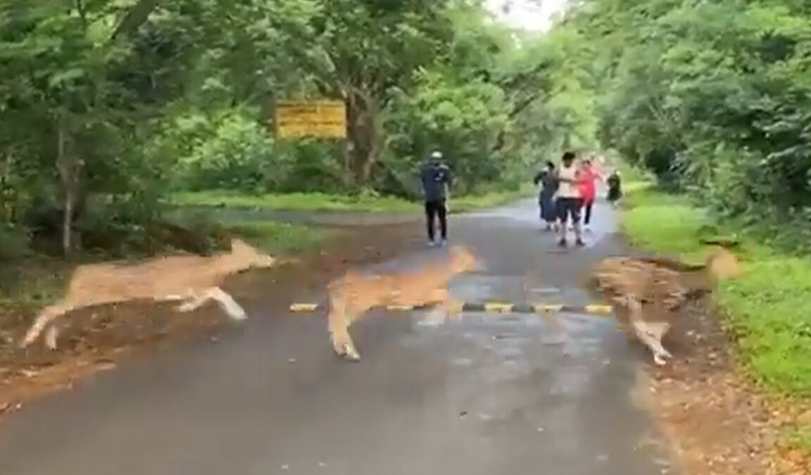 Deer in Mumbai park