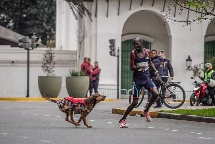 dog attack runner marathon