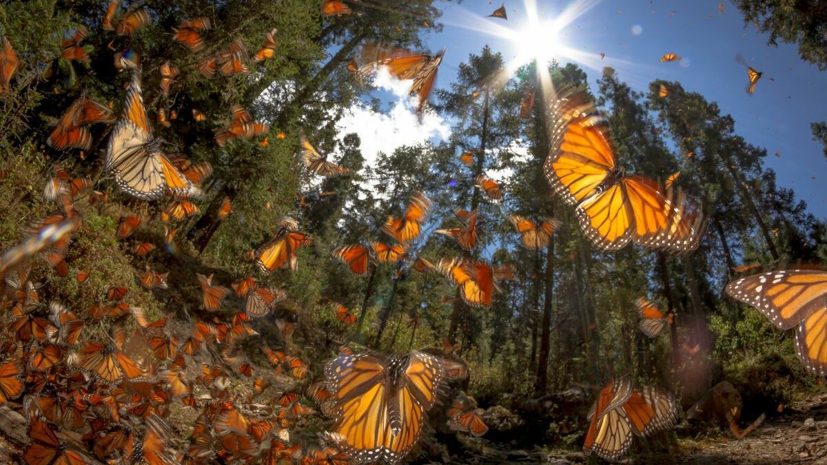 Monarch butterlies in Mexico