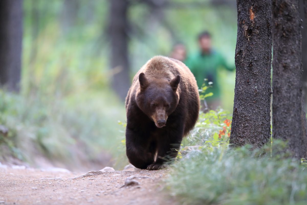 WATCH: California runner collides with pack of grizzly bears on path