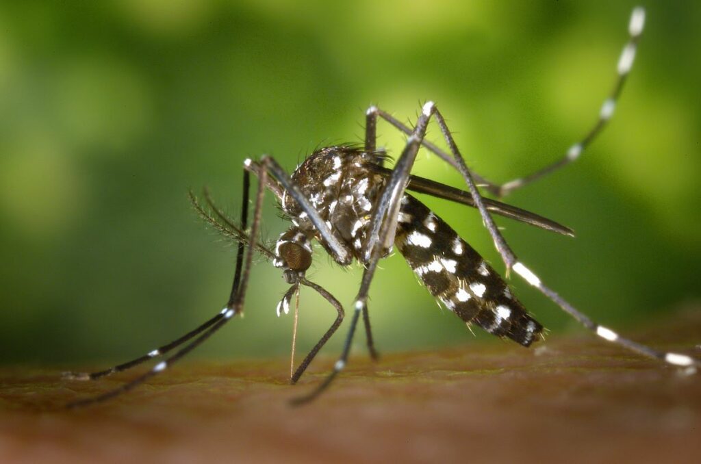 The Asian tiger mosquito