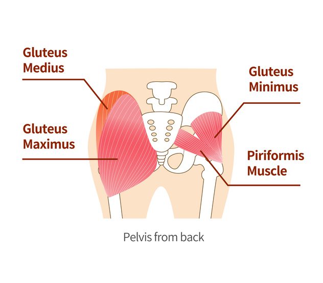 Gluteus Medius: My favorite muscle!